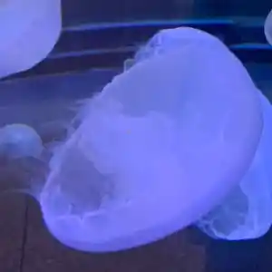 Pian Pian New uploader!