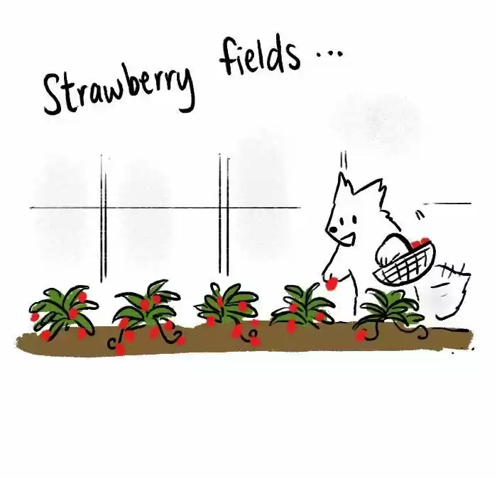 Roar Street Journal 101