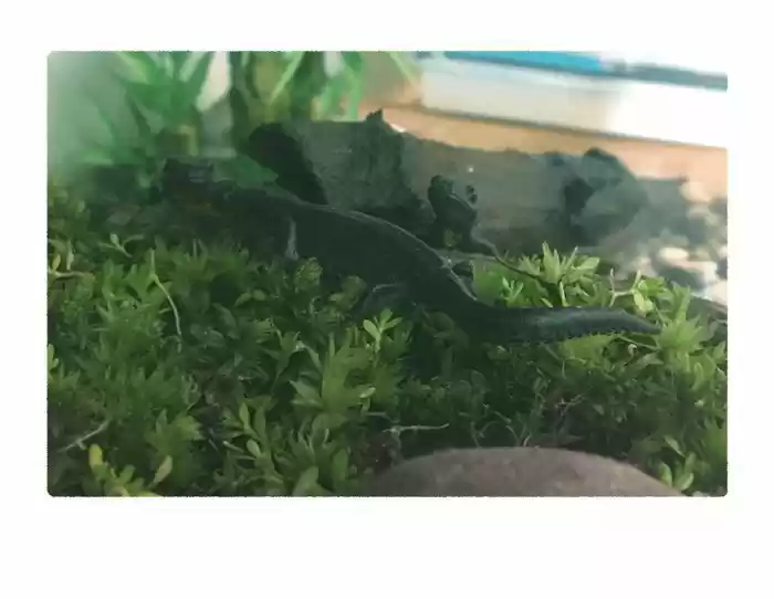 Safely Endangered Ch.577