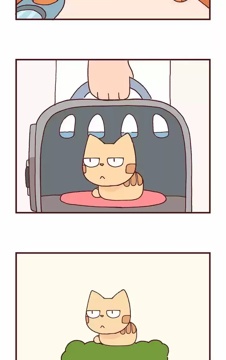 Saphie: The One-Eyed Cat 101