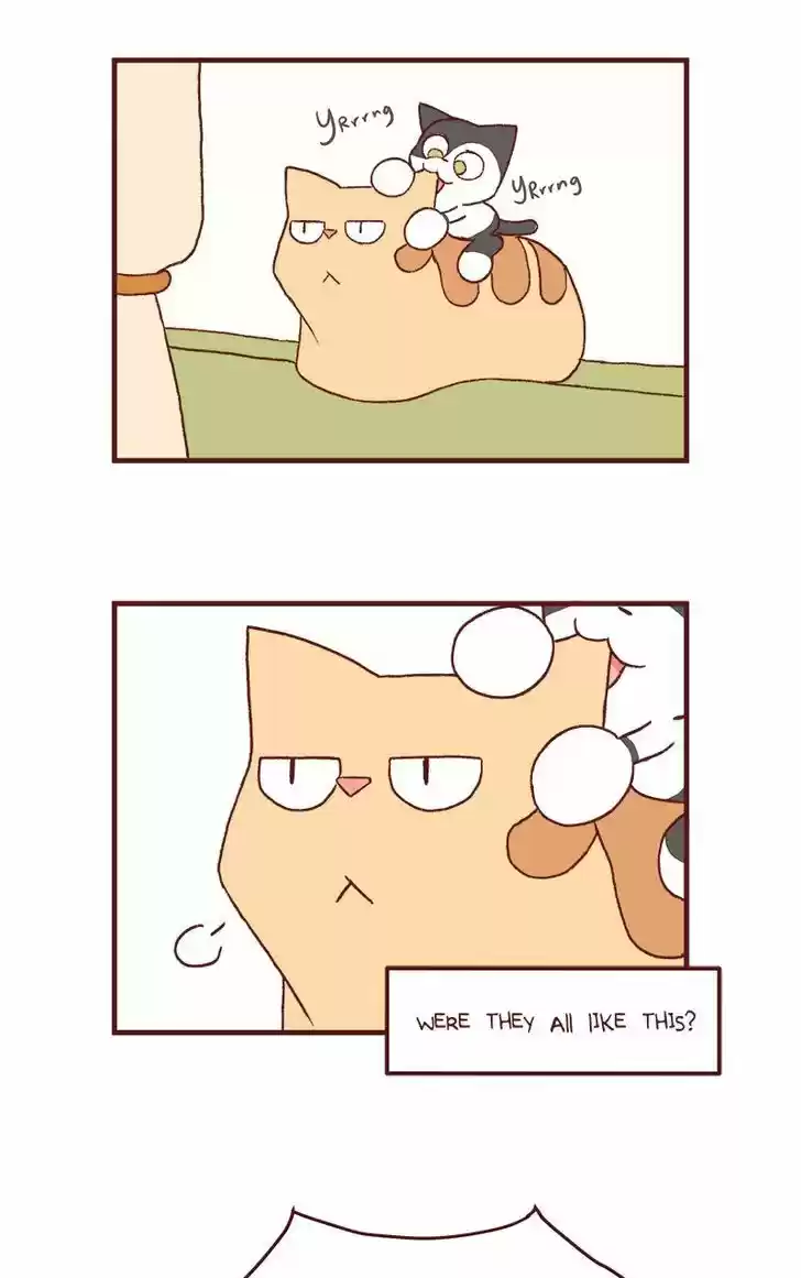 Saphie: The One-Eyed Cat 125