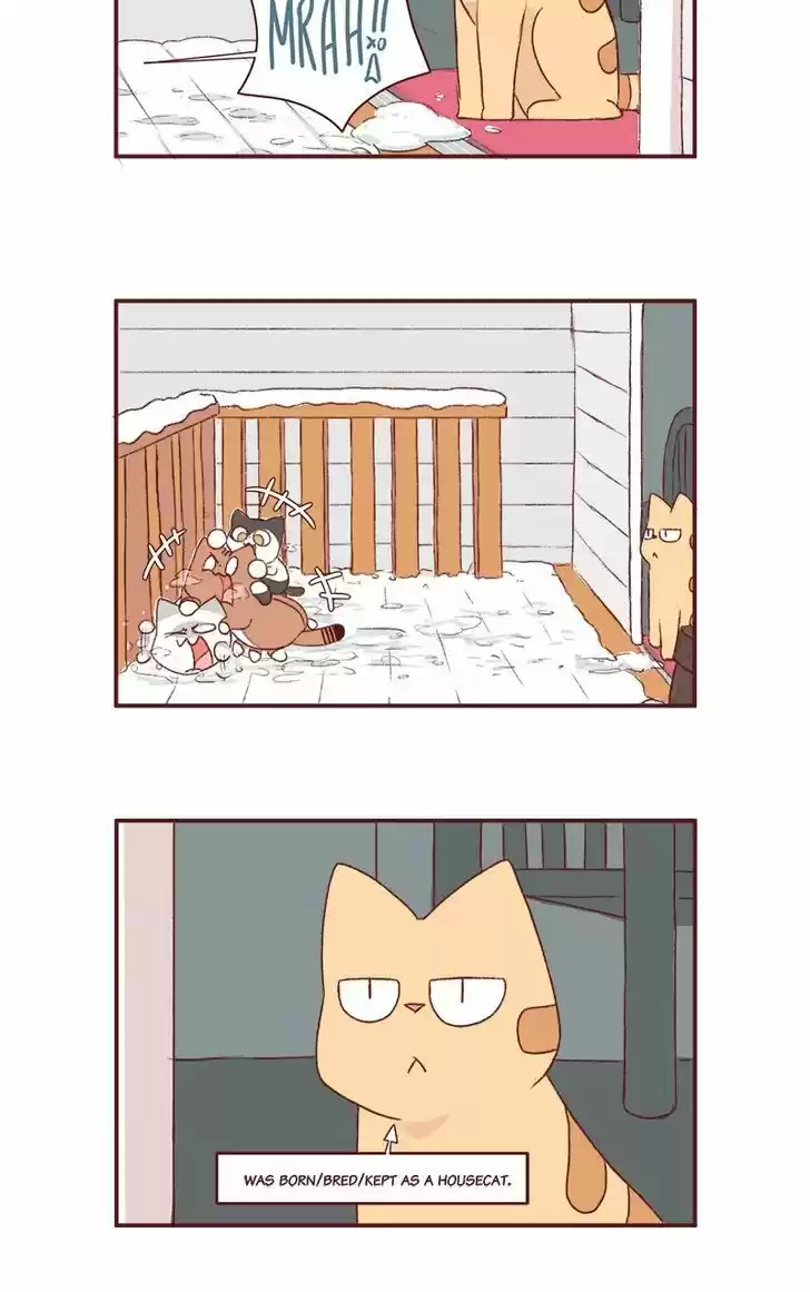 Saphie: The One-Eyed Cat 166