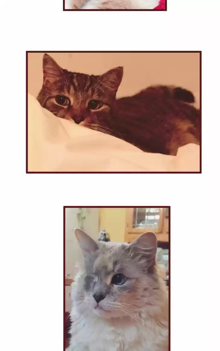 Saphie: The One-Eyed Cat 20