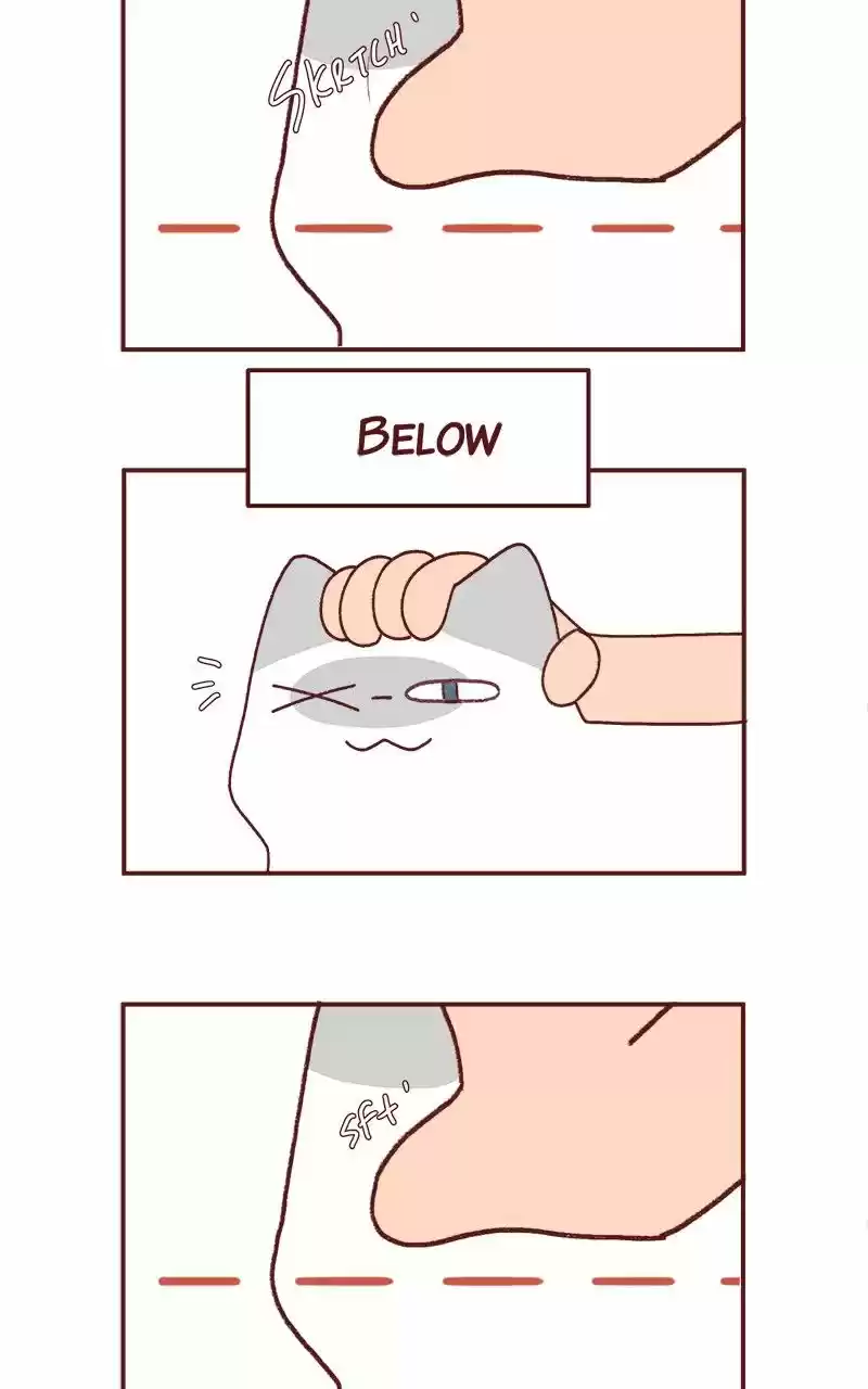 Saphie: The One-Eyed Cat 236