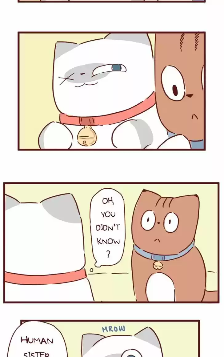 Saphie: The One-Eyed Cat 28