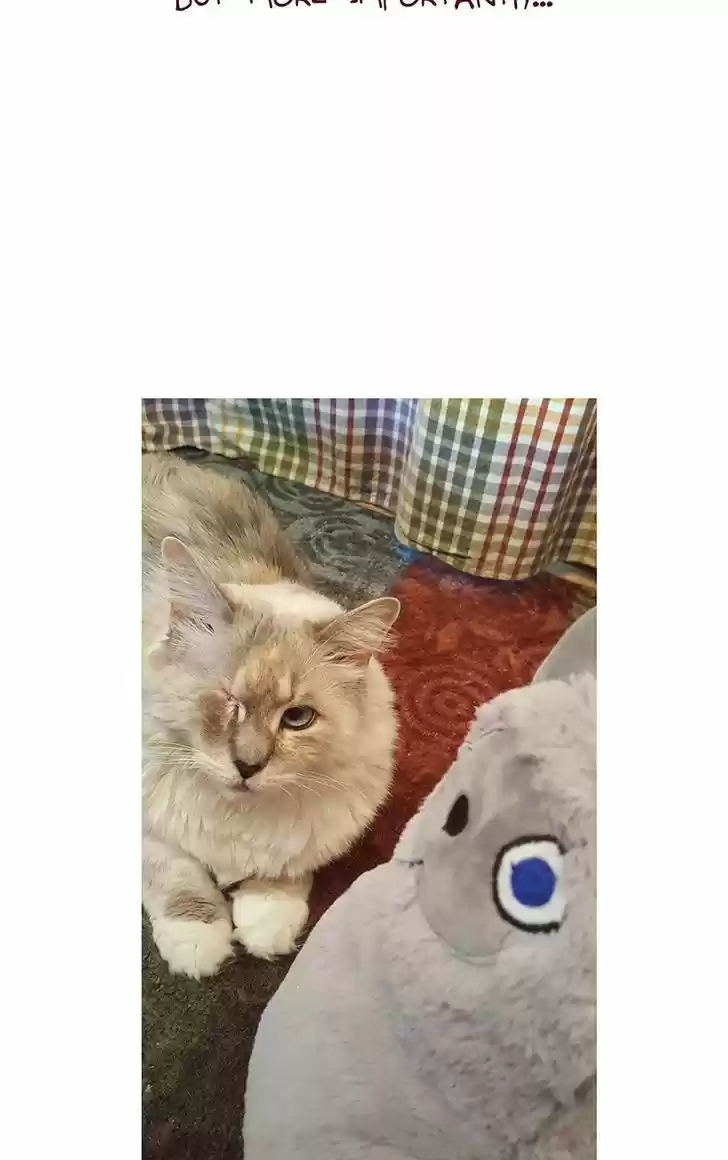 Saphie: The One-Eyed Cat 38