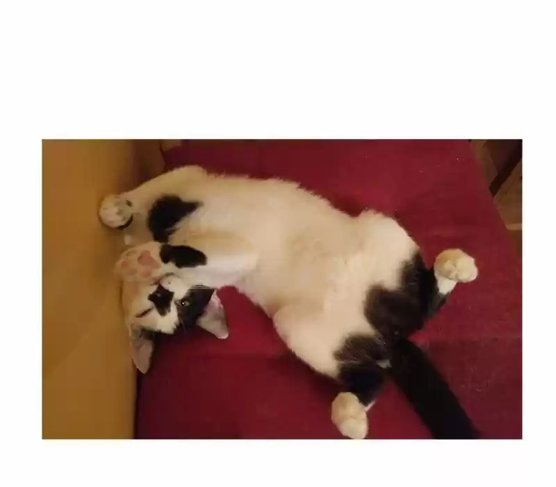 Saphie: The One-Eyed Cat 39