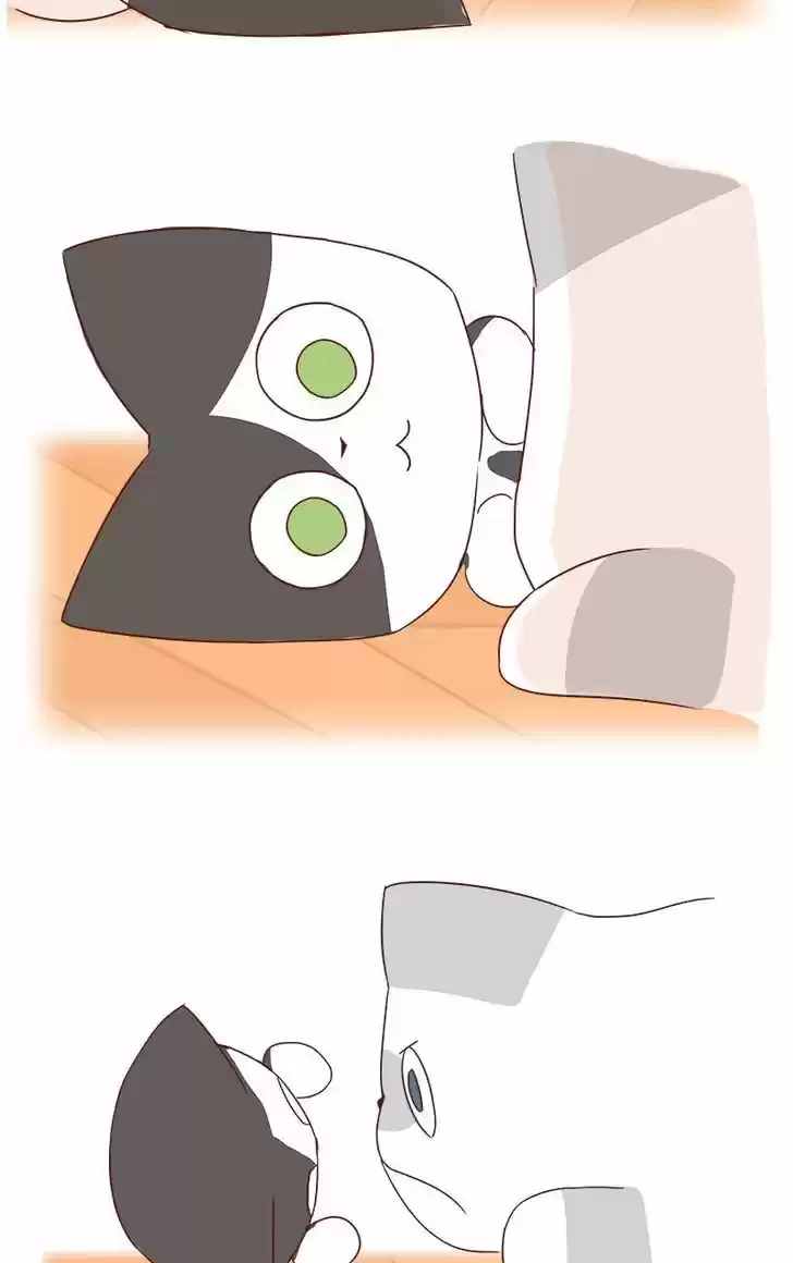 Saphie: The One-Eyed Cat 40