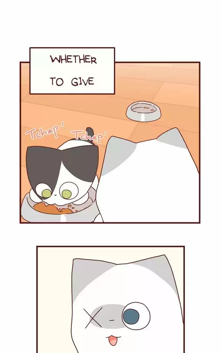 Saphie: The One-Eyed Cat 42