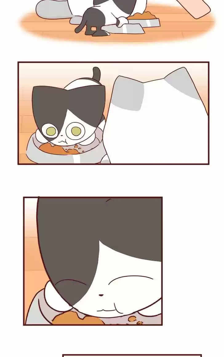 Saphie: The One-Eyed Cat 42