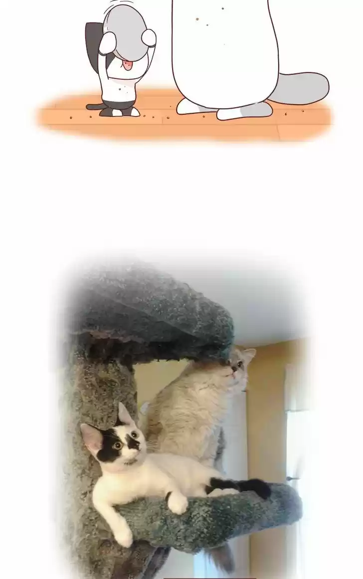 Saphie: The One-Eyed Cat 42