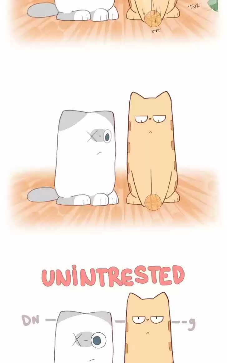 Saphie: The One-Eyed Cat 5