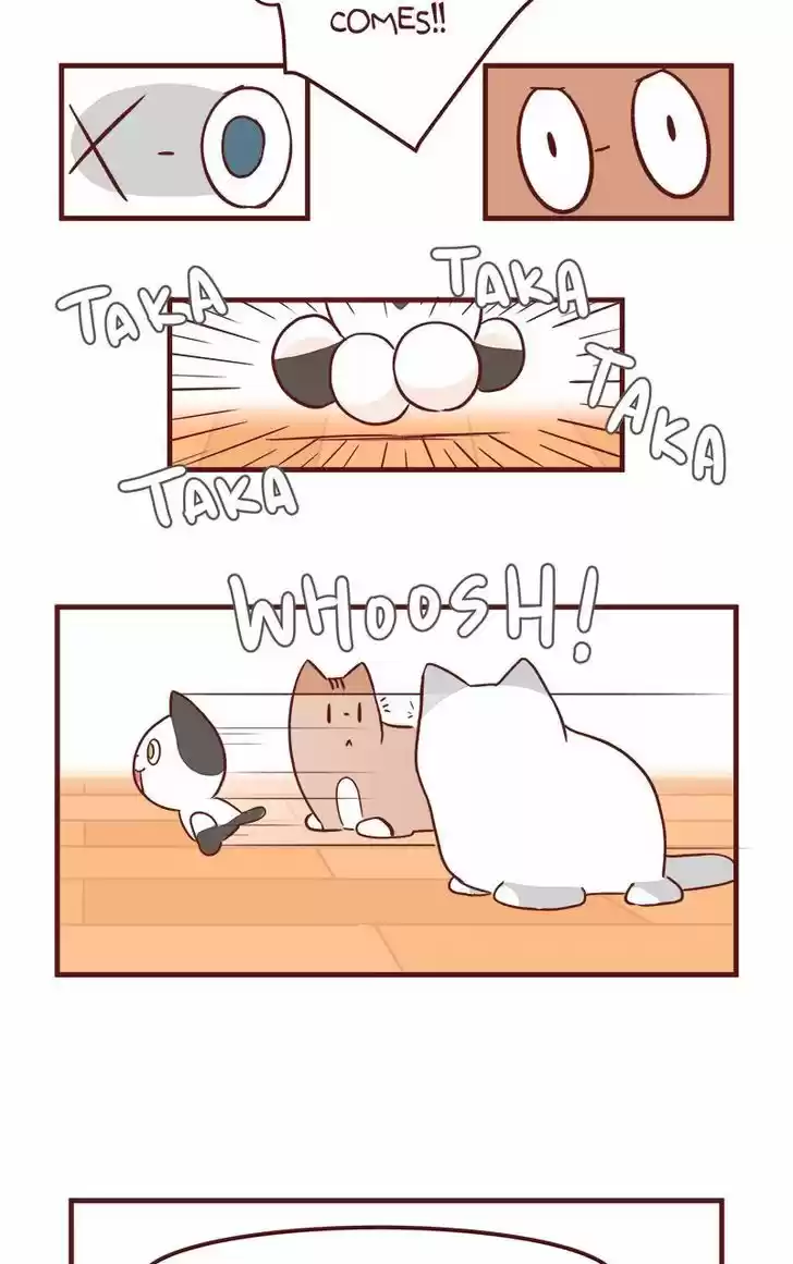 Saphie: The One-Eyed Cat 50