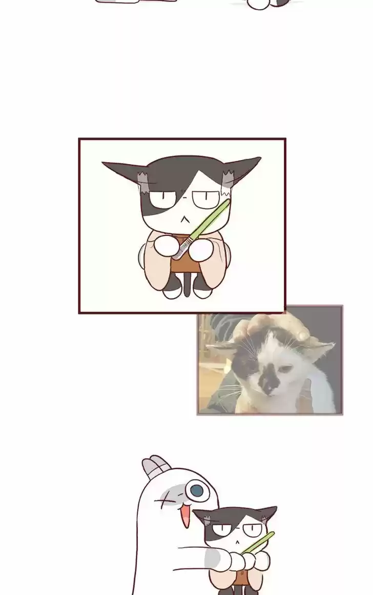 Saphie: The One-Eyed Cat 52