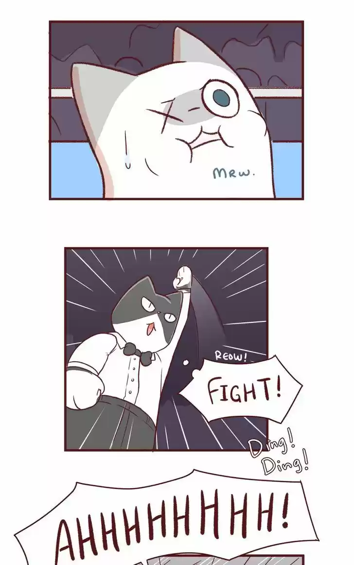 Saphie: The One-Eyed Cat 53