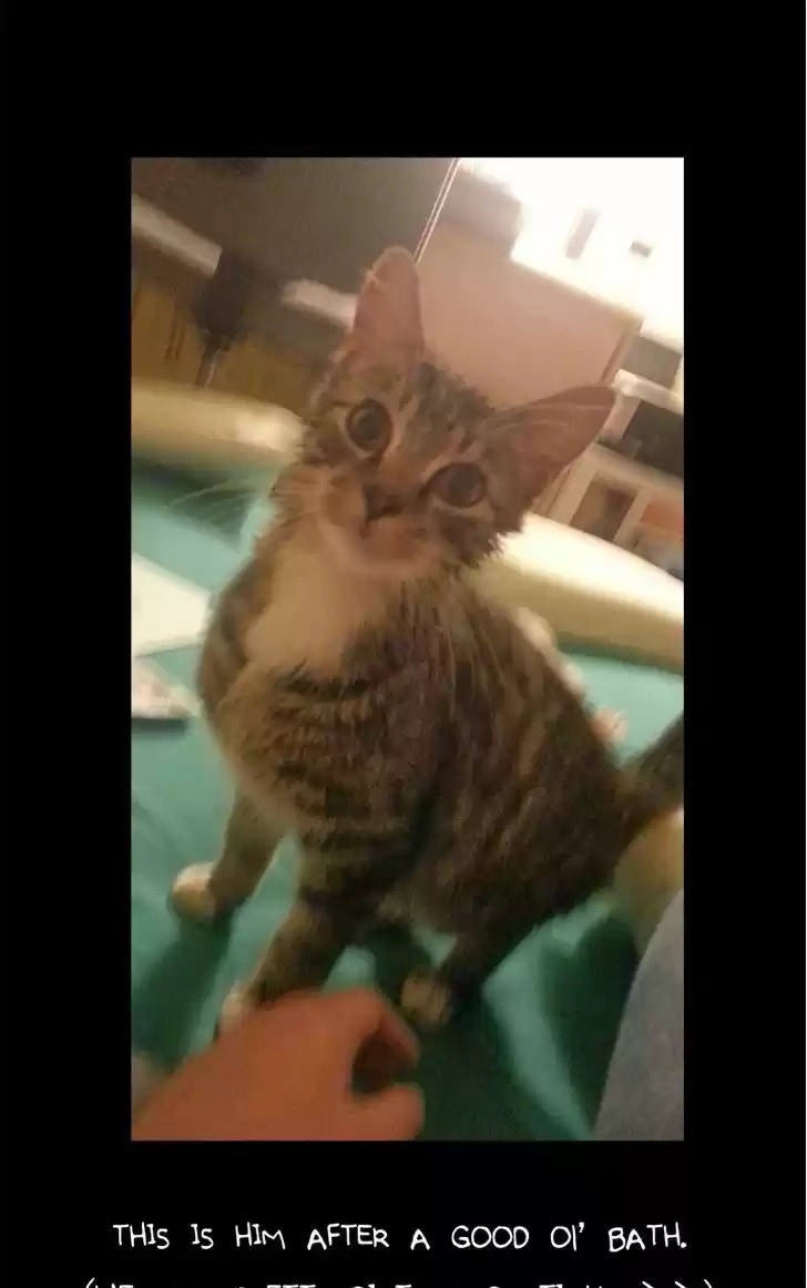 Saphie: The One-Eyed Cat 66