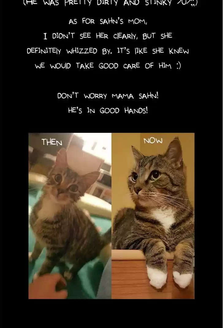 Saphie: The One-Eyed Cat 66