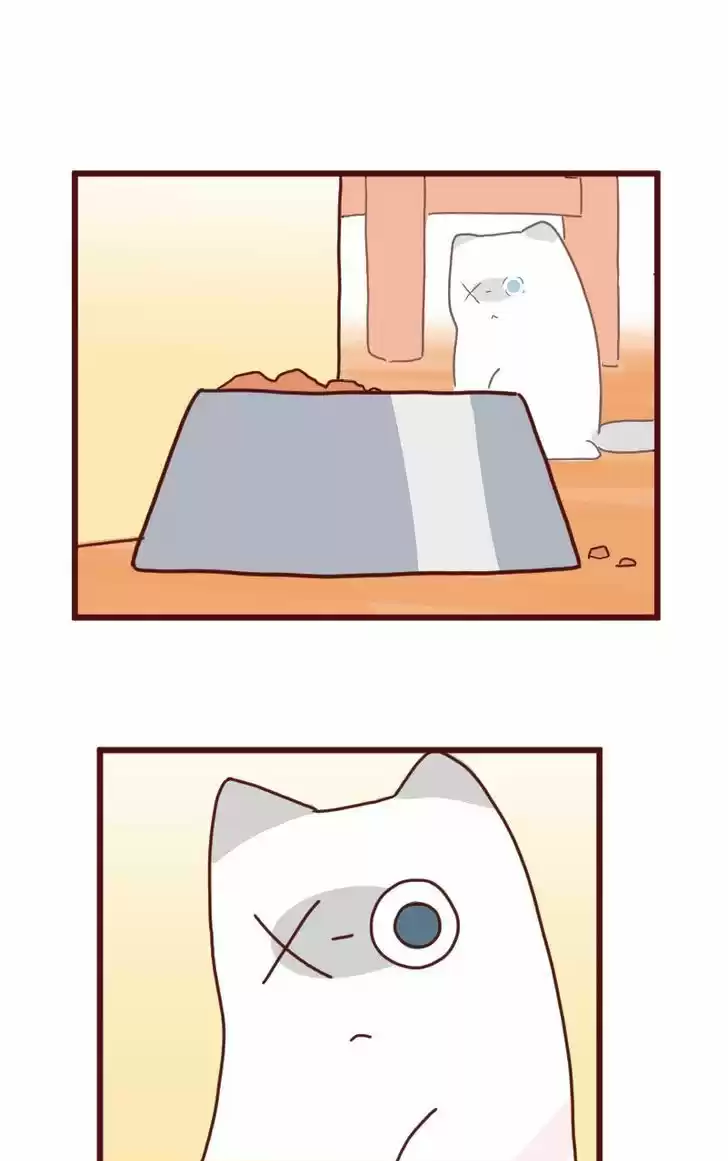 Saphie: The One-Eyed Cat 8