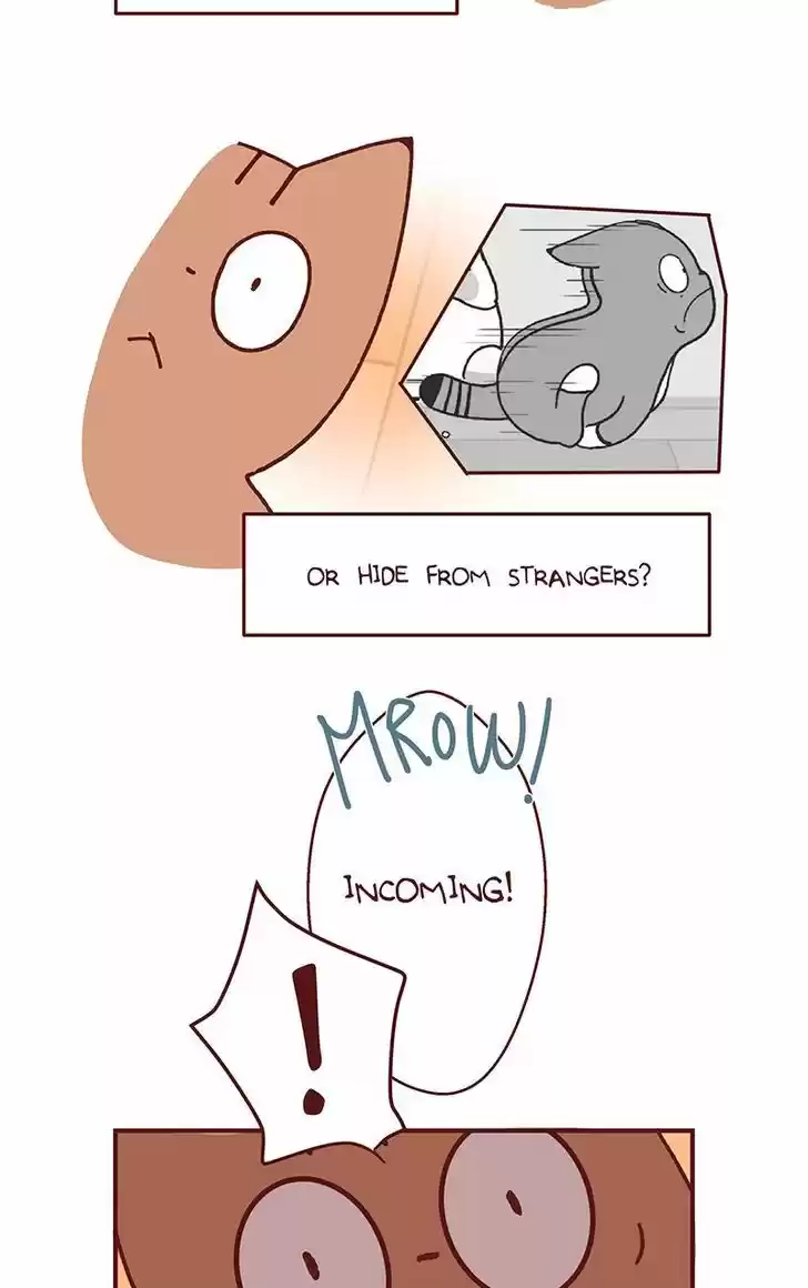 Saphie: The One-Eyed Cat 96