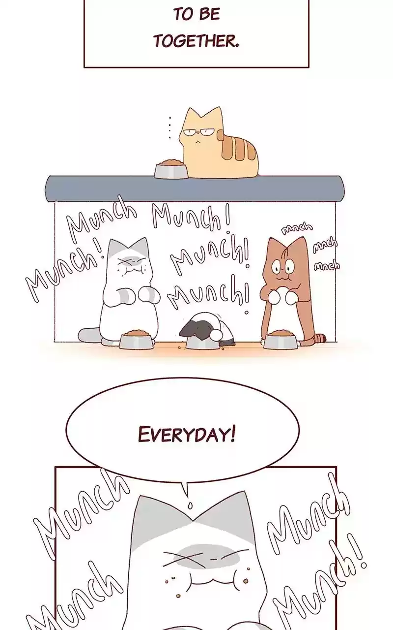 Saphie: The One-Eyed Cat Chapter 241: