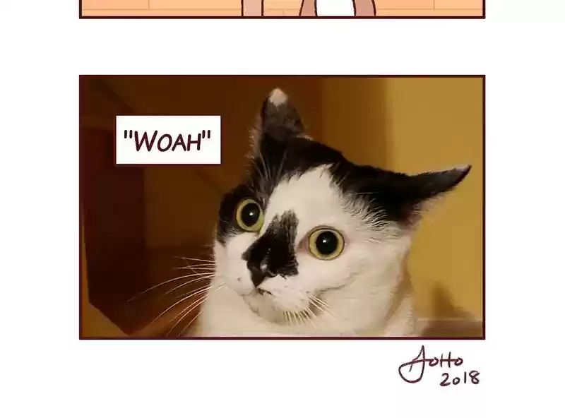 Saphie: The One-Eyed Cat Chapter 271: