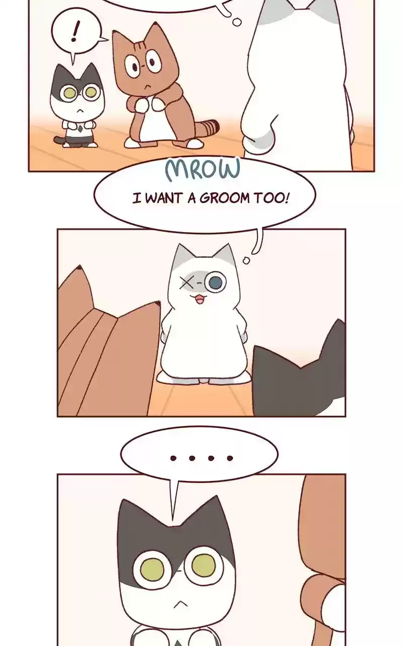 Saphie: The One-Eyed Cat Chapter 339: