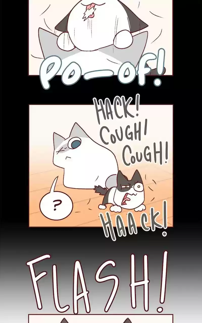 Saphie: The One-Eyed Cat Chapter 339: