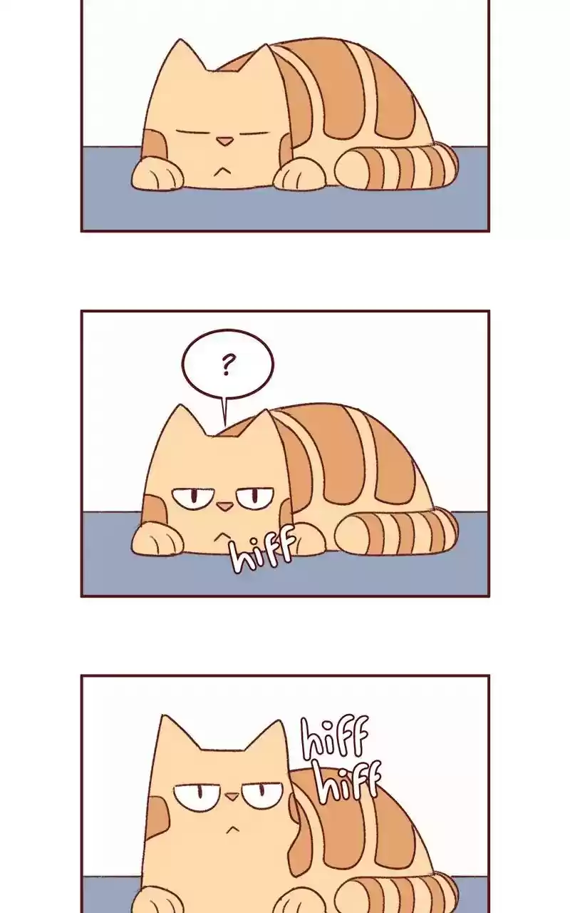 Saphie: The One-Eyed Cat Chapter 341: