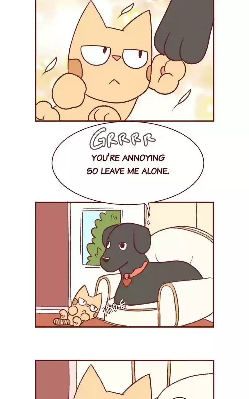 Saphie: The One-Eyed Cat Chapter 342: