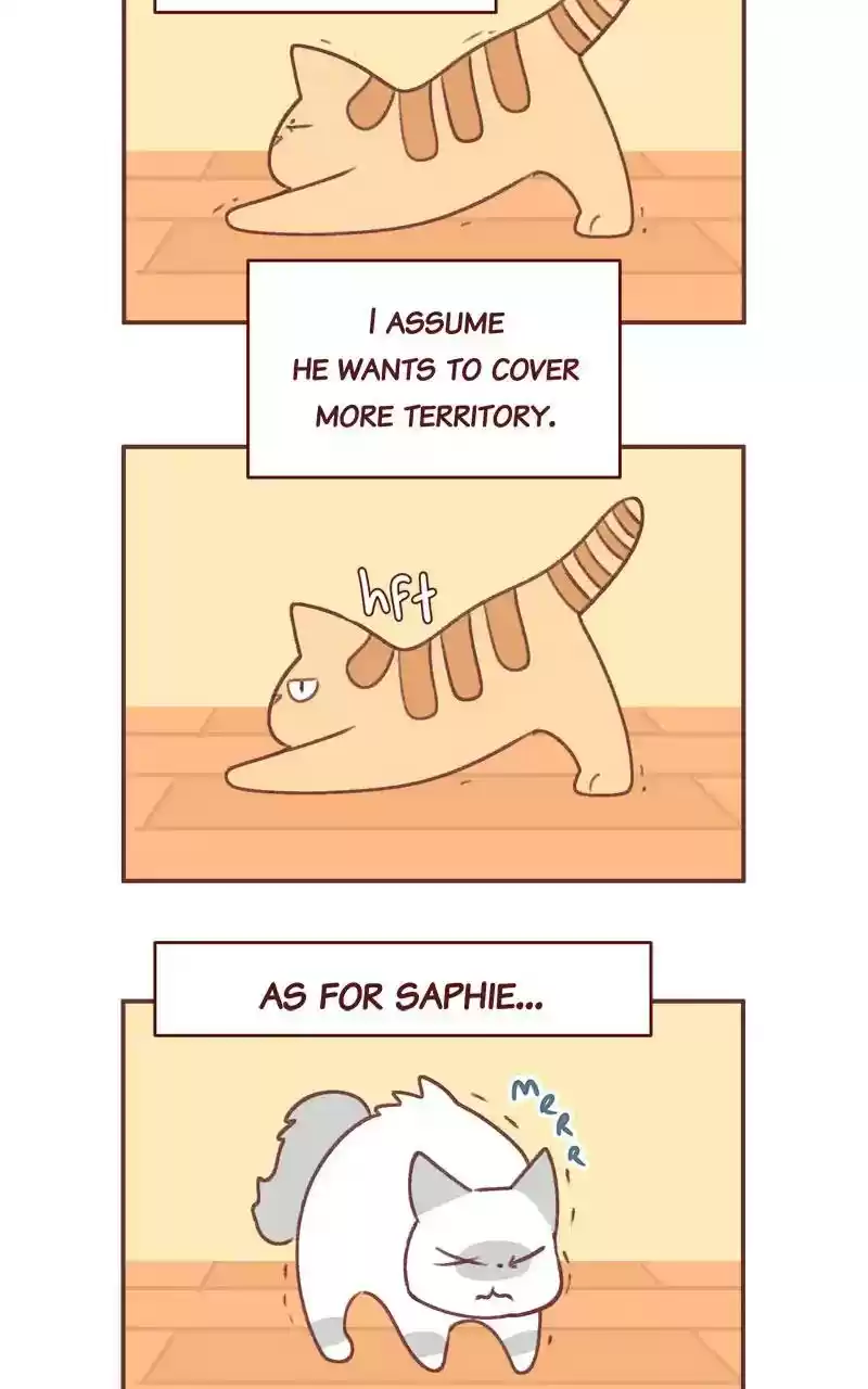 Saphie: The One-Eyed Cat Chapter 348: