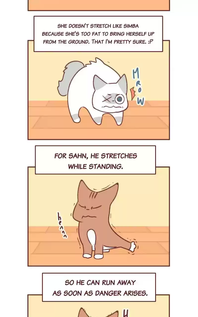 Saphie: The One-Eyed Cat Chapter 348: