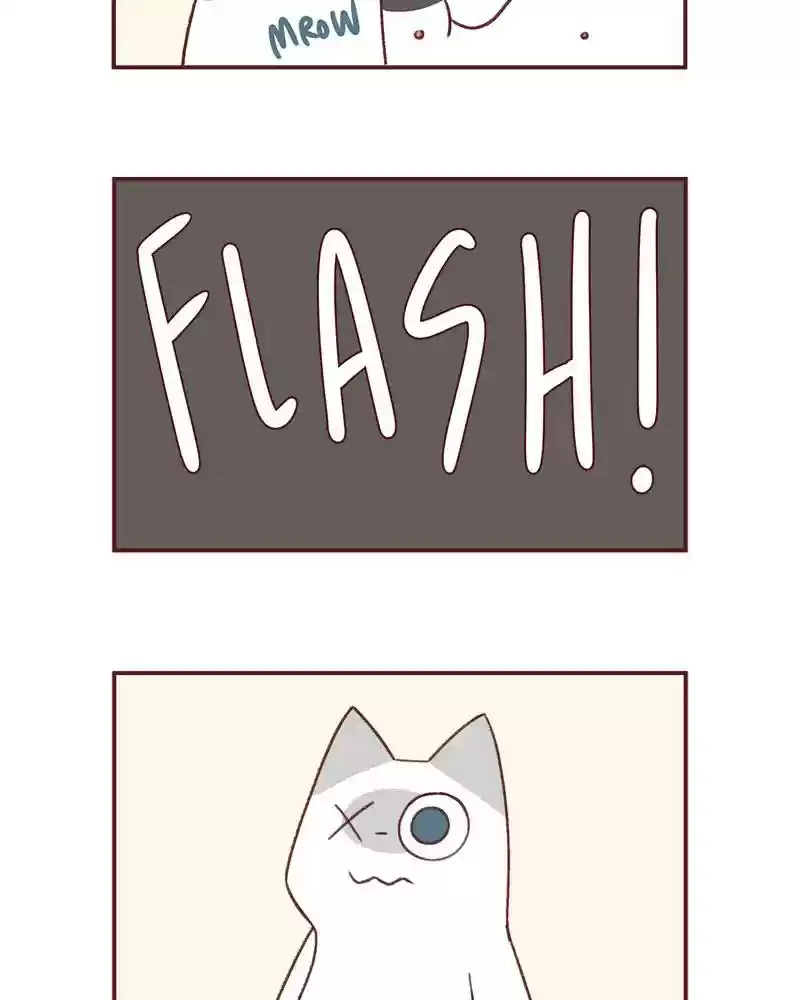 Saphie: The One-Eyed Cat Chapter 371: