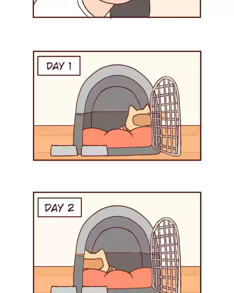 Saphie: The One-Eyed Cat Chapter 388: