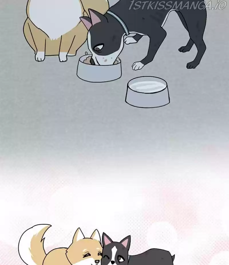 The Dog Diaries Chapter 17