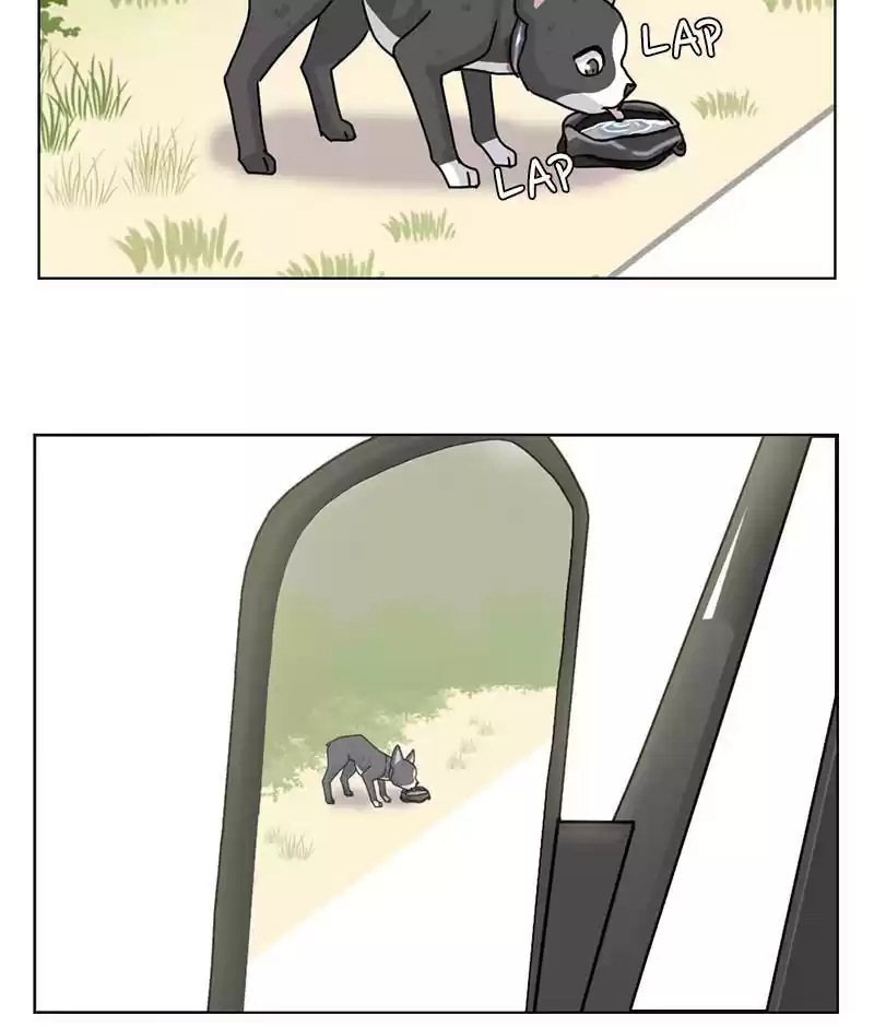The Dog Diaries Chapter 19