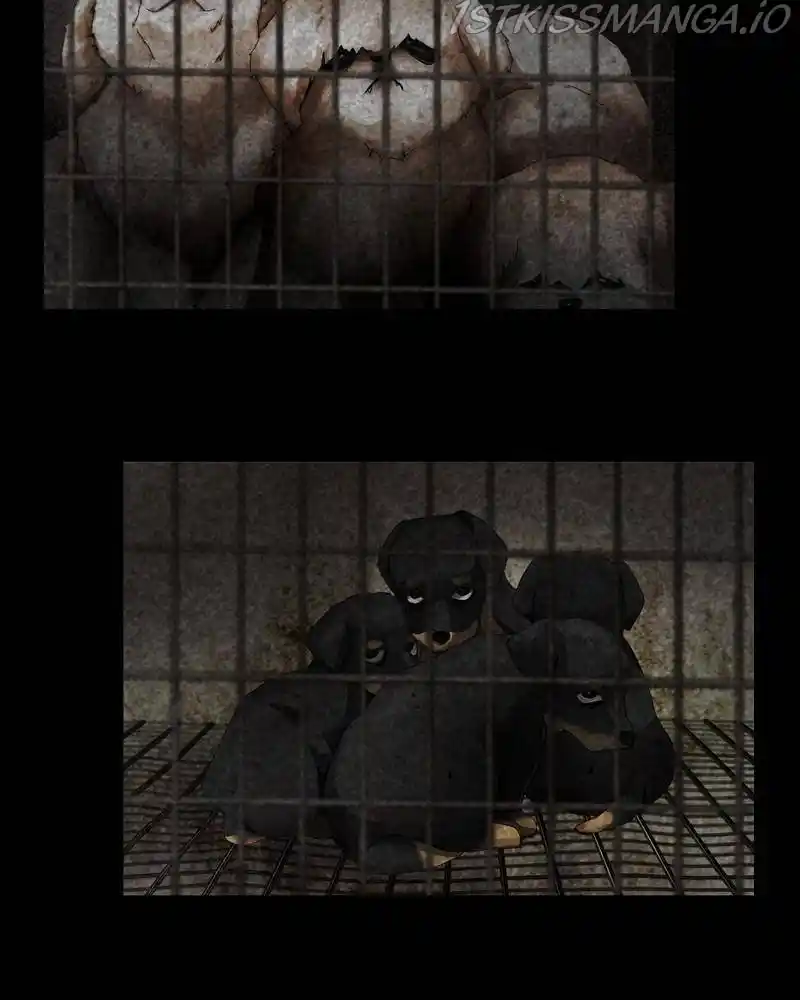 The Dog Diaries Chapter 42