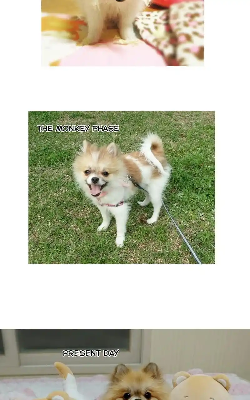 The Dog Diaries Chapter 68.5