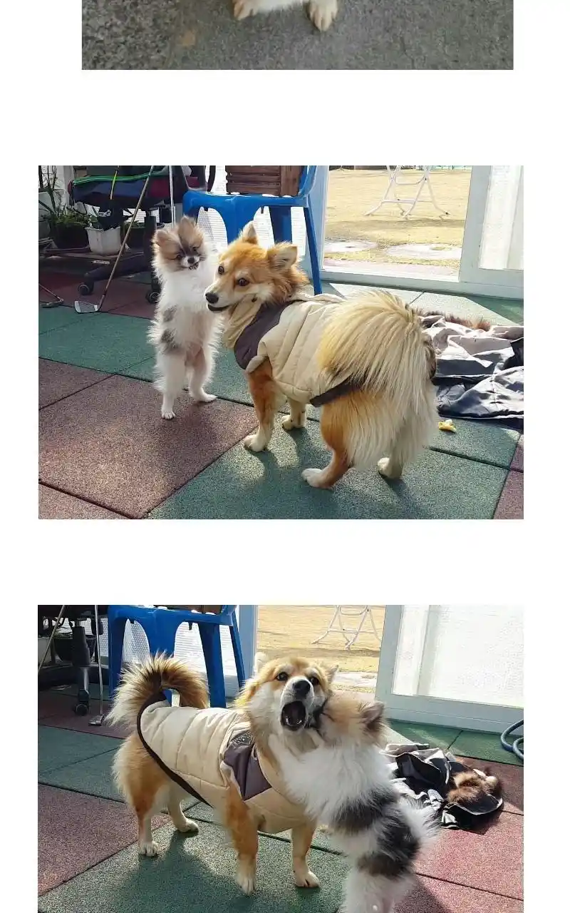 The Dog Diaries Chapter 68.5