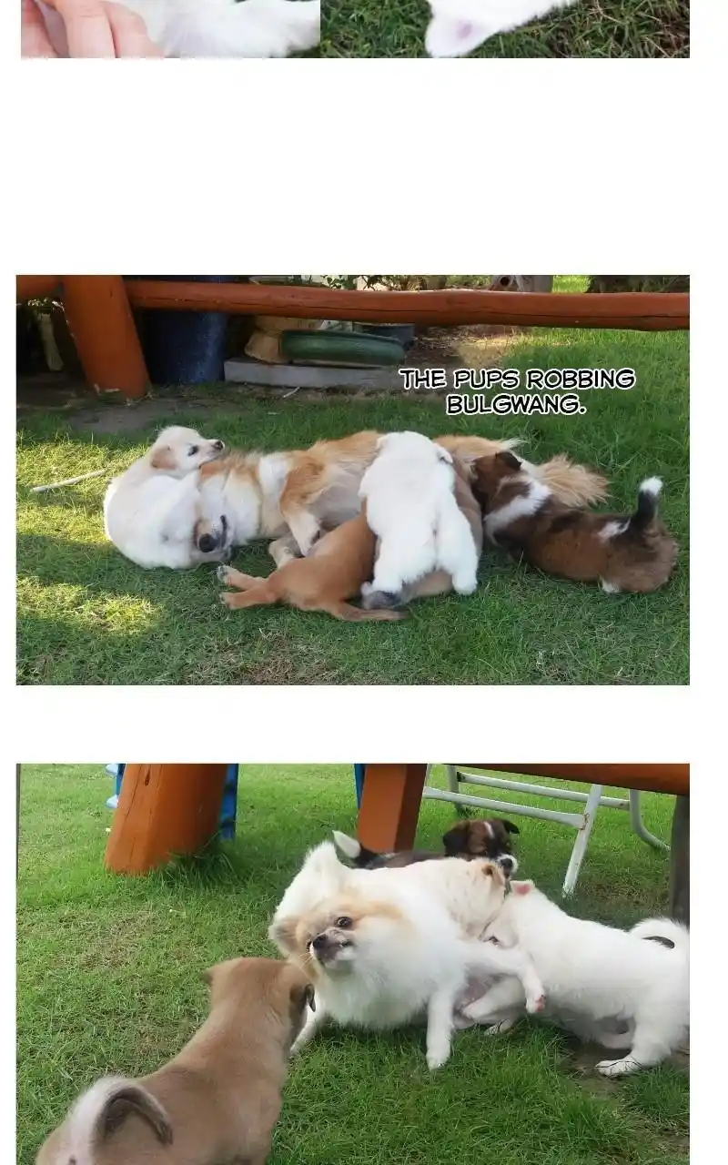 The Dog Diaries Chapter 68.5