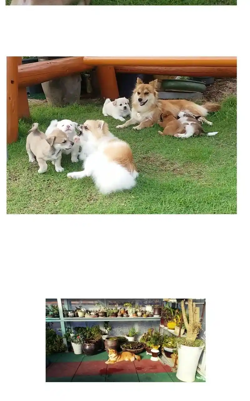 The Dog Diaries Chapter 68.5