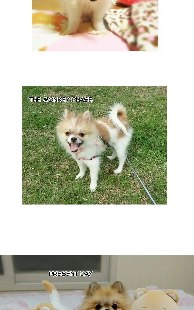 The Dog Diaries Chapter 70