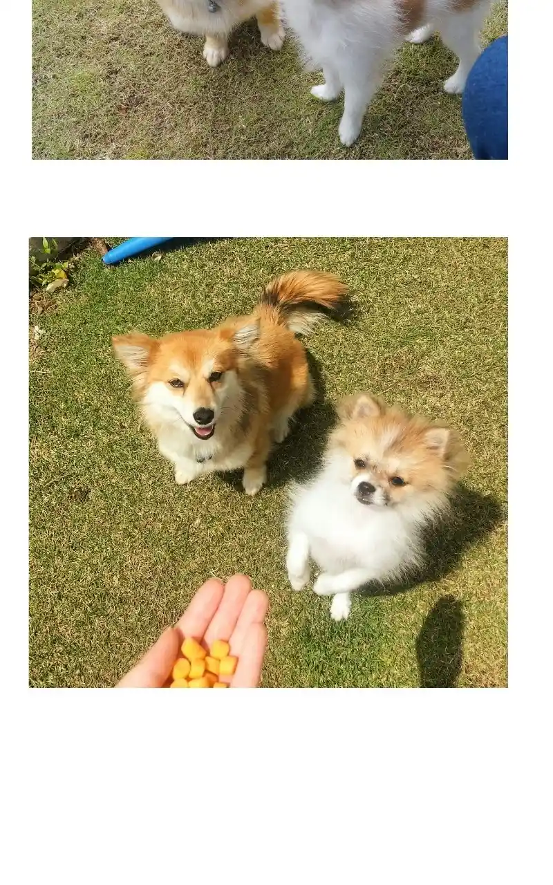 The Dog Diaries Chapter 70