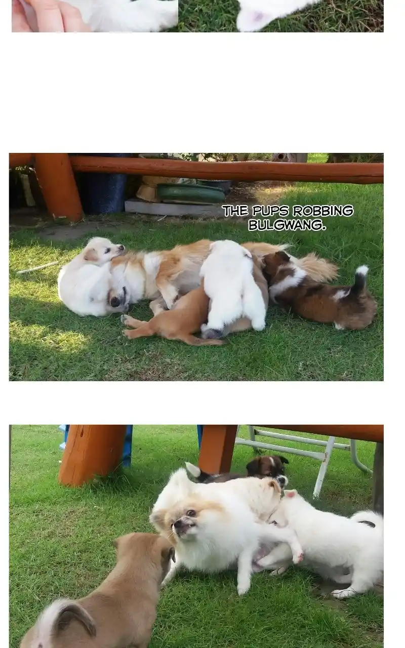 The Dog Diaries Chapter 70