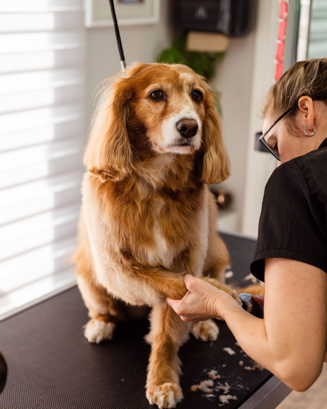 Benefits of regular dental check-ups for pets