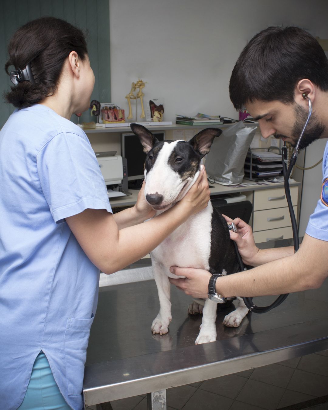 Tips for making bath time a positive experience for your pet