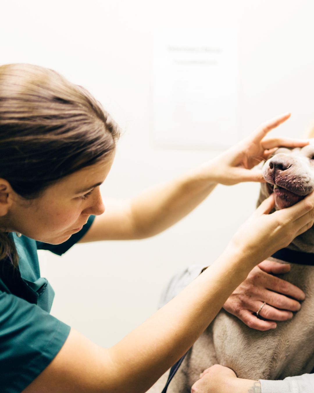 Importance of consulting a veterinarian before giving supplements to pets