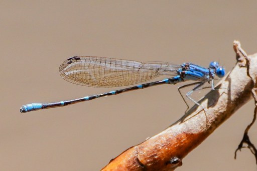 A bluet with some stigma
