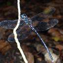 Image of Calesynthemis imported from iNaturalist.