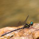 Image of Neocaledosynthemis imported from iNaturalist.