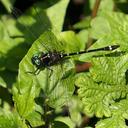 Image of Gomphomacromiidae